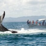 Comienza temporada para el avistamiento ballenas Samaná