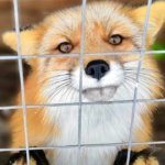 Alemania puso fin a la cría de animales por su piel y dijo adiós a las jaulas