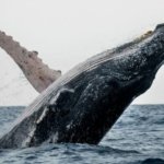 Anuncian concierto bienvenida ballenas jorobadas en Samaná