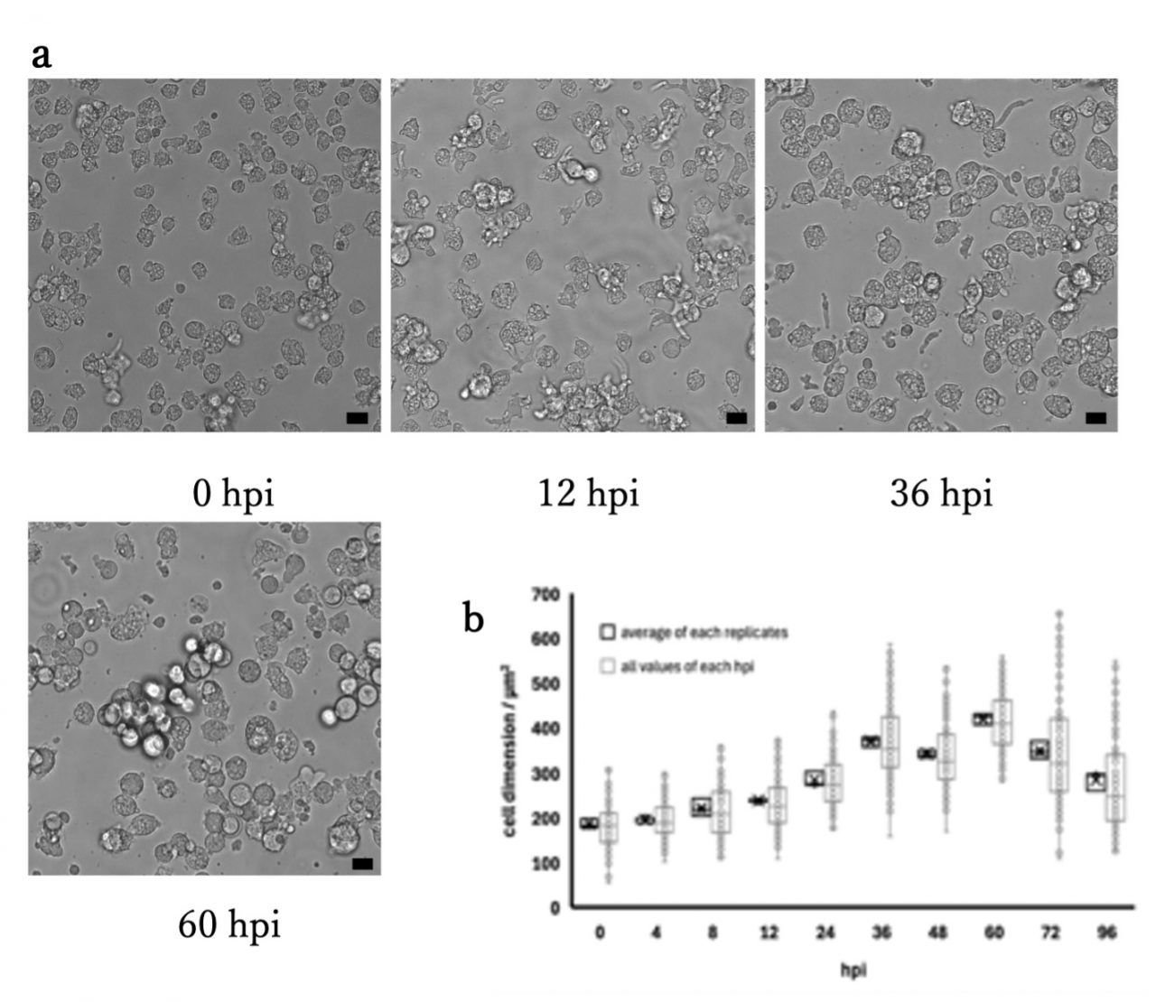 Los virus bovinos agrandan las clulas infectadas. Las clulas aumentan de tamaño cada hora despus de la infección . ...