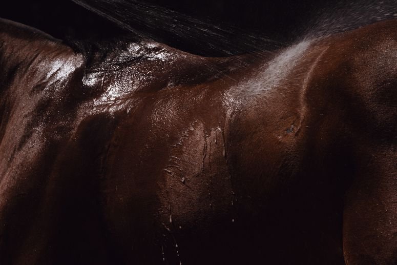 Detalle del cuerpo de un caballo.