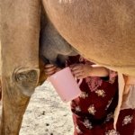 La ciencia detrás de la clonación de camellos de élite en Dubai