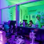 La empresa que quiere revivir al dodo busca hacer un ‘respaldo’ de la vida en la Tierra