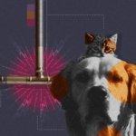 Las dietas veganas para perros y gatos son una oportunidad ignorada para combatir el cambio climático