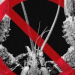 Meta y otras tecnológicas restringen OpenClaw, la IA que puede tomar el control de computadoras