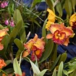 Presentan exposición «Cascada de Orquídeas» en el Botánico