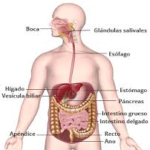 Qué significa enfermedad inflamatoria intestinal? 