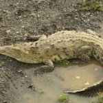 Autoridades buscan a cocodrilo escapó de finca de Puerto Plata