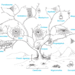 Ciencia pegajosa: conoce la evolución de las telarañas