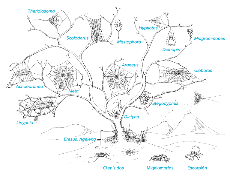 Este rbol alberga una muestra de Orbiculariae ilustrando la diversidad de las telarañas. Las arañas ms antiguas desde el...