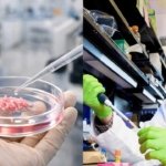 Japón aprueba el primer tratamiento con células madre para tratar el Parkinson