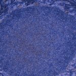 Japón aprueba los primeros tratamientos del mundo hechos con células humanas reprogramadas