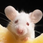 Logran reactivar el cerebro de un ratón congelado por primera vez