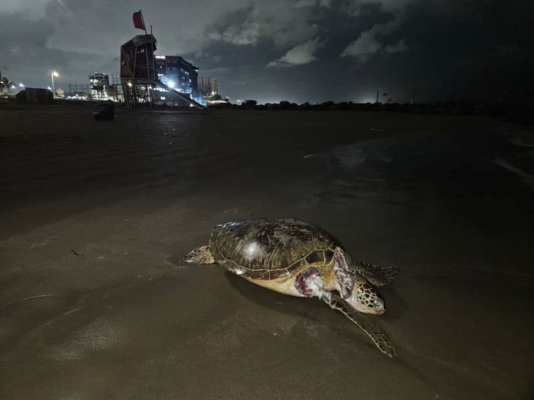 Tortuga Playa La Bamba Golfo de México