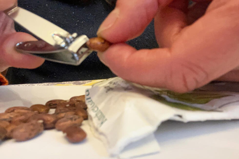 El 17 de febrero de 2026, se somete a escarificación una semilla de frijol con unas tijeras de uñas.