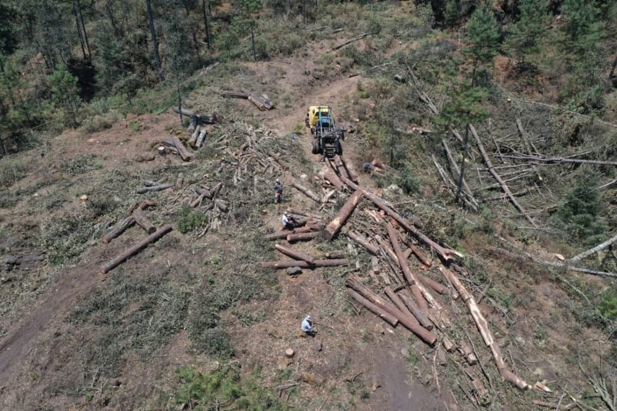 aguacate tala ilegal