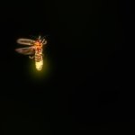 Sí hay civilizaciones extraterrestres, pero ninguna dura mucho, dice esta solución pesimista a la paradoja de Fermi