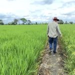 Vivir del arroz en tiempos de guerra comercial: una historia desde el corazón de Daule en Ecuador