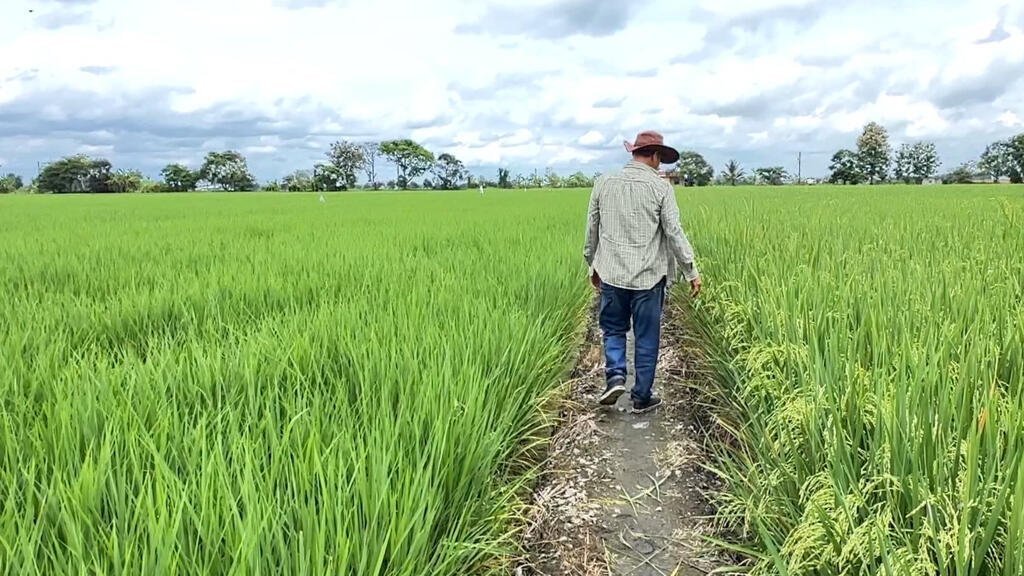 Tensiones entre Ecuador y Colombia: El impacto en el campo ecuatoriano.